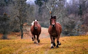 landscape-tree-nature-grass-farm-meadow-1373792-pxhere.com
